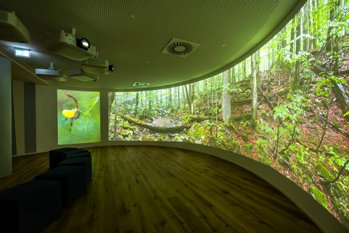 Auf einer runden Wand wird der Urwald Rothwald im Emotionsraum projiziert. 