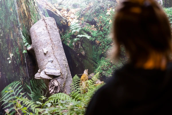 Ein*e Besucher*in blickt in unseren Totholzschaukasten. 