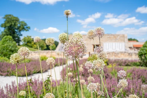Detailaufnahme von prächtigen Blüten im Garten des rekonstruierten römischen Stadtviertels bei blauem Himmel 