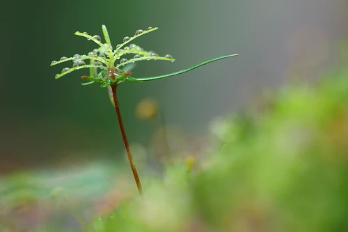 Ein Tannensprössling der aus dem Urwaldboden sprießt. 