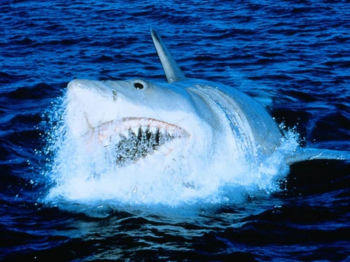 Weißer Hai mit spitzen Zähnen taucht aus dem Wasser auf