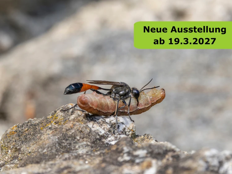 Abbildung einer Grabwespe