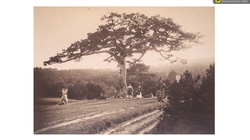 Bild zur Veranstaltung "Die Breite Föhre"