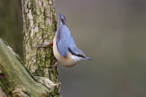 Blauer Vogel sitzt am Ast und schaut hinauf 