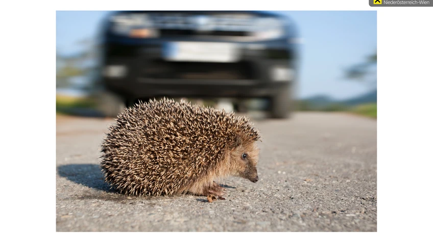 Igel überquert Straße