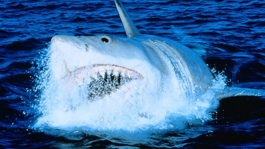 Weißer Hai mit spitzen Zähnen taucht aus dem Wasser auf
