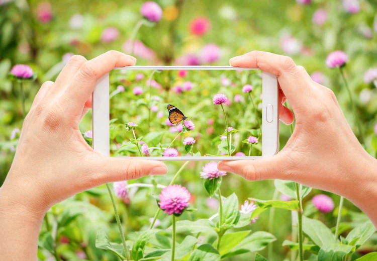 Foto von einem Schmetterling auf einem Smartphone.