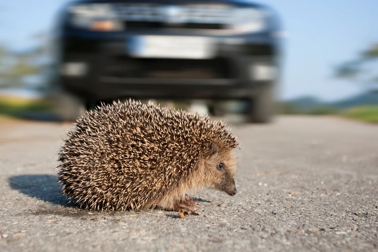 Igel geht über die Straße