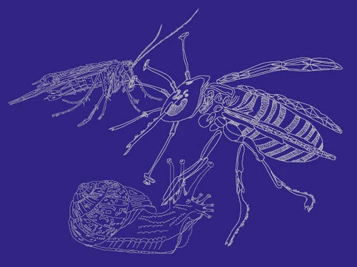 Silhoutten einer Heuschrecke, einer Wespe und einer Schnecke in weißen Linien auf dunkelblauem Hintergrund.