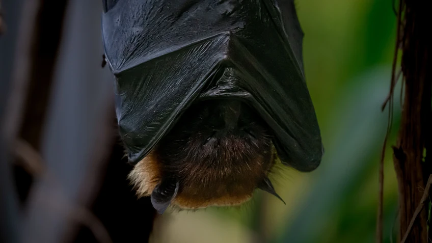 Nahaufnahme eines fliegenden Fuchses, der auf unscharfem Hintergrund schläft. 