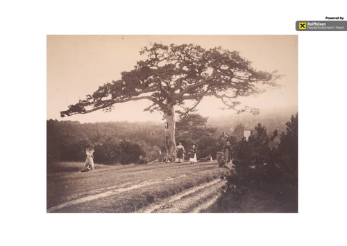 Bild zur Veranstaltung "Die Breite Föhre"