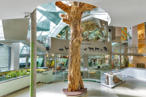 Museumshalle mit großem Baumstamm Rampen und Tiersilhouetten an der Wand