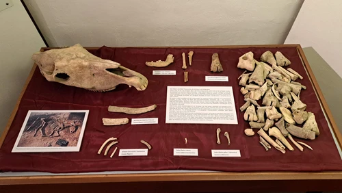 Display case with animal bones, red background 