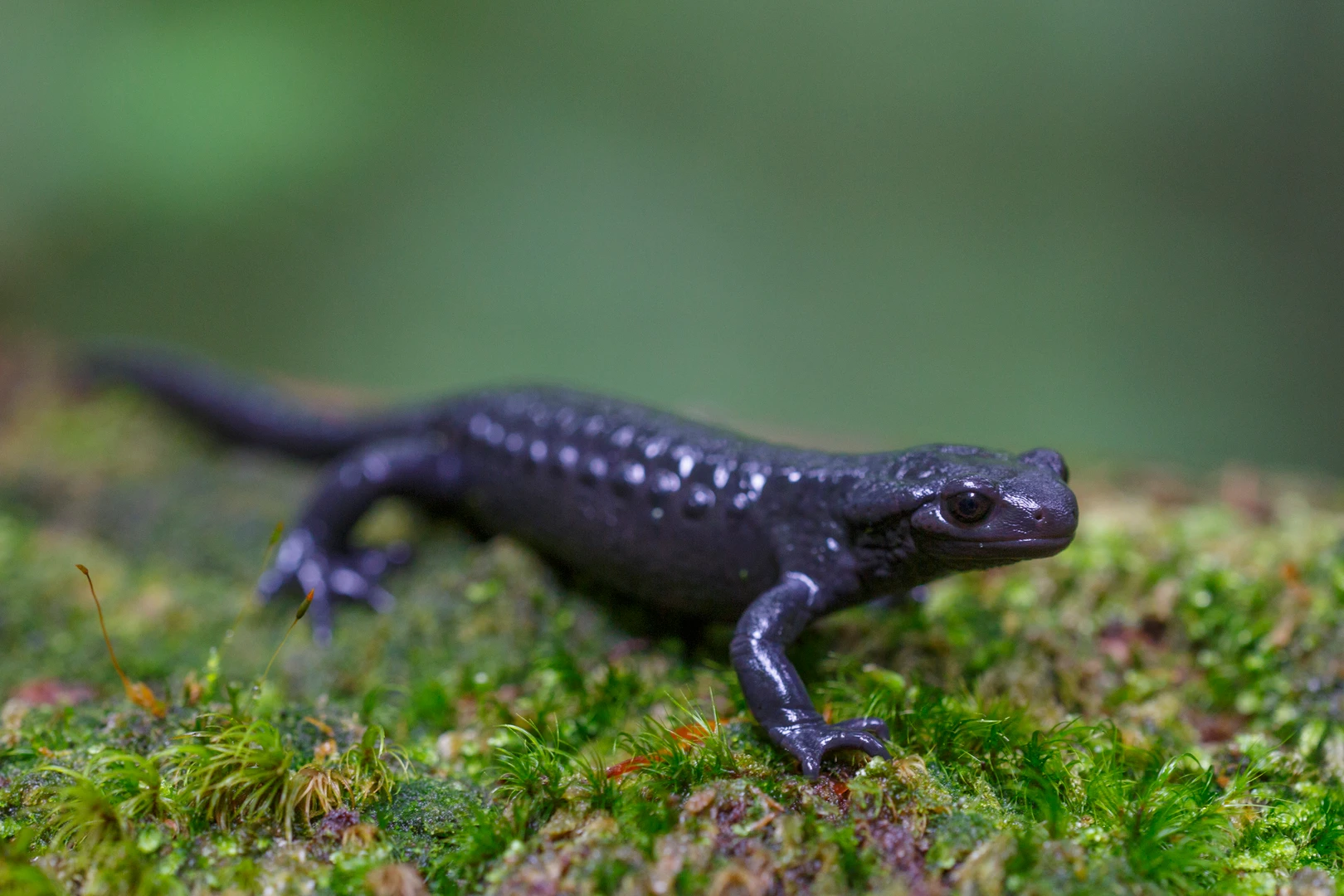 Ein Alpensalamander. 