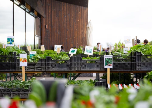 Pflanzen in grauen Kisten zum Verkauf