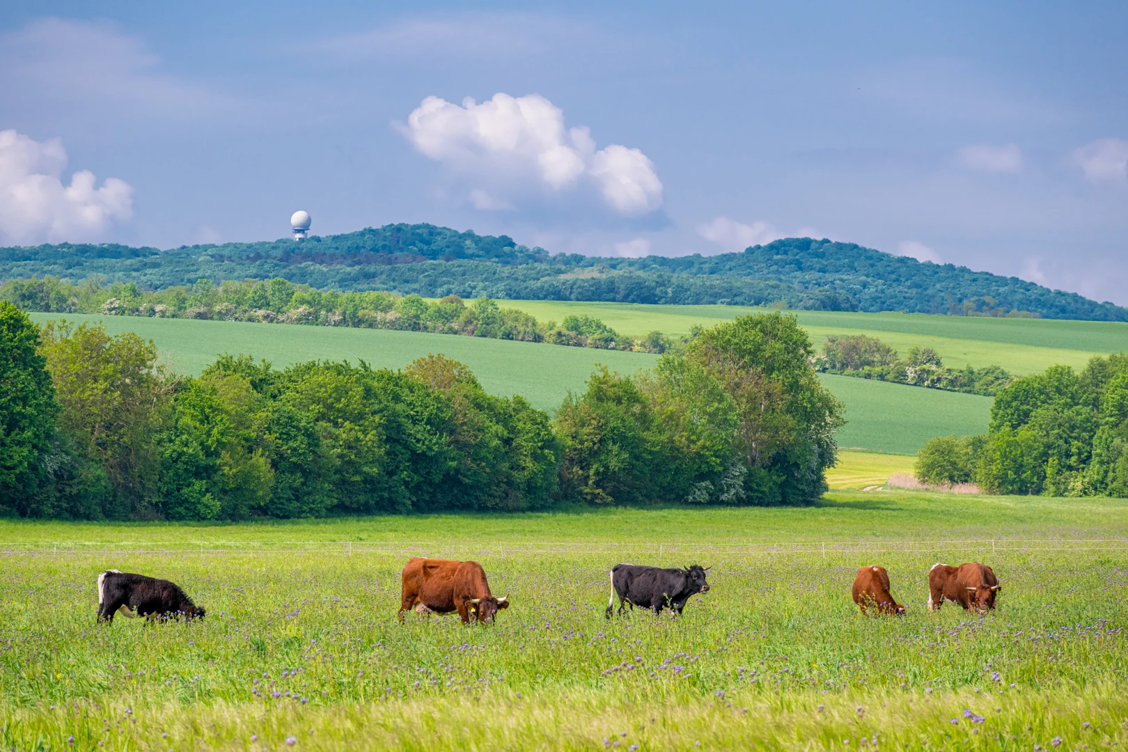 5 Kühe auf einer Wiese stehend