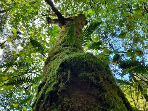 Urwaldbaum vom Stamm Richtung Krone blickend. 
