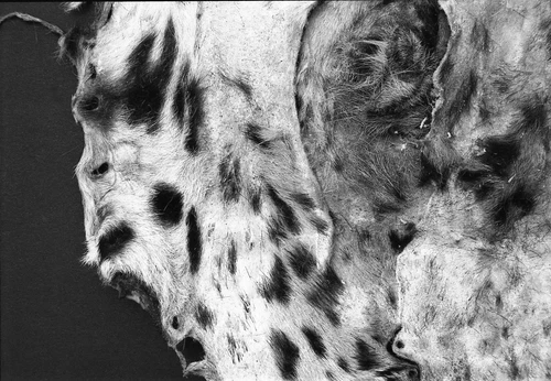 Michael Höpfner, Lie Down, Get Up, Walk (from the life of a snow leopard), 2019, private collection 