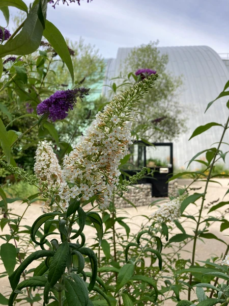 Einblicke in den Museumsgarten