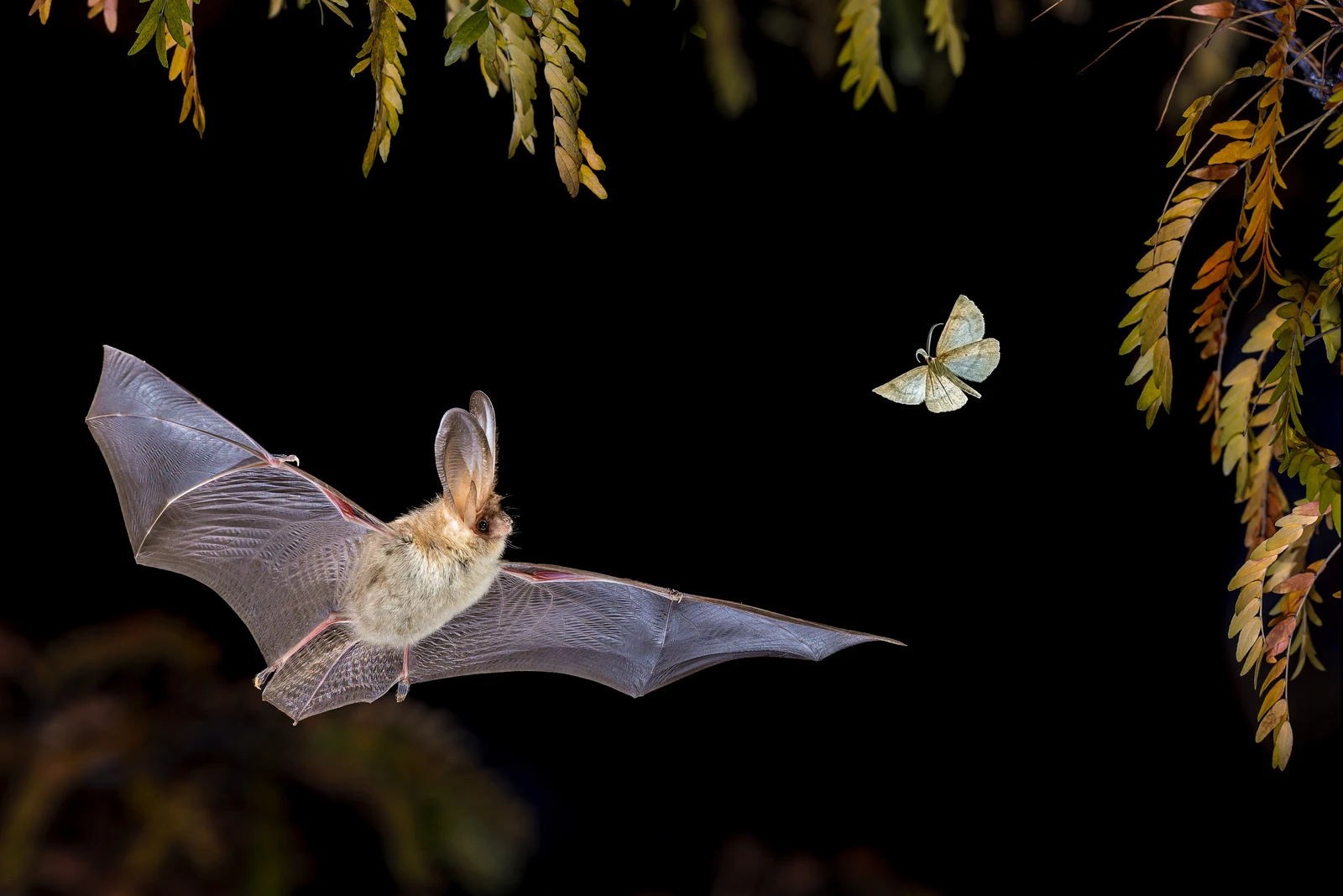 Fledermaus_BraunesLangohr_shutterstock_2572045797_RudmerZwerver.jpg
