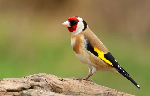 Stieglitz steht am Ast