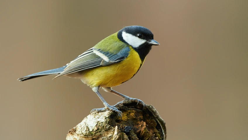 Kohlmeise sitzt am Baumstamm