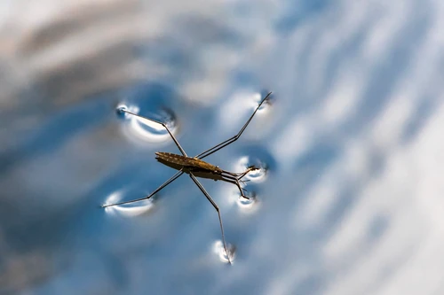 Ein Wasserläufer auf der Wasseroberfläche. 