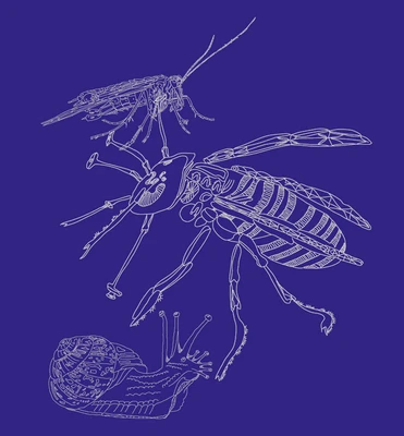 Silhouettes of a grasshopper, a wasp and a snail in white lines on a dark blue background.