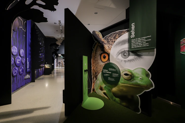 Einblick in die Ausstellung "Tiere der Nacht"