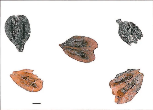 5 grape seeds from the excavations on Weststraße