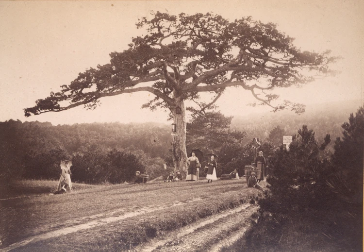 Altes Foto mit einem Baum und Menschen