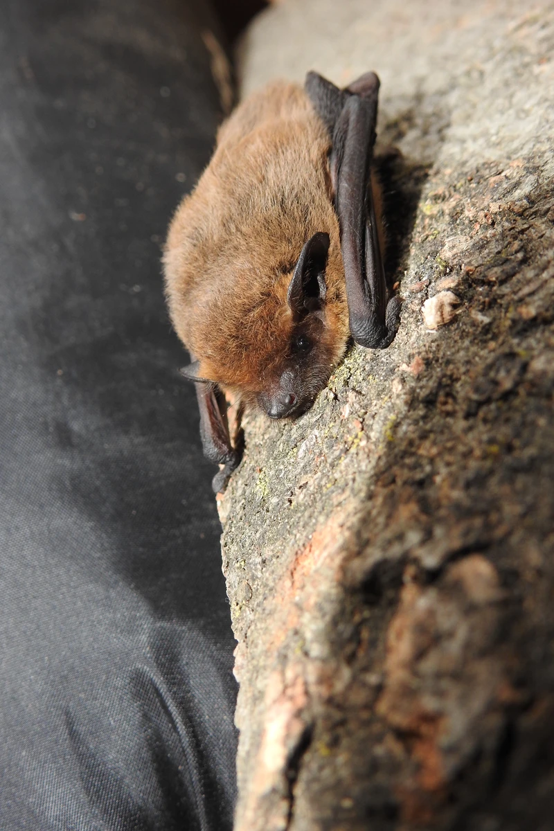 Rauhhautfledermaus