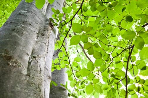 Zu sehen ist eine Rotbuche, mit dem Blick von unten den Stamm entlang. 