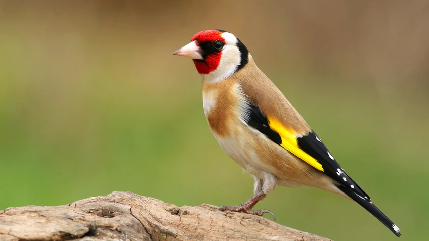 Stieglitz steht am Ast