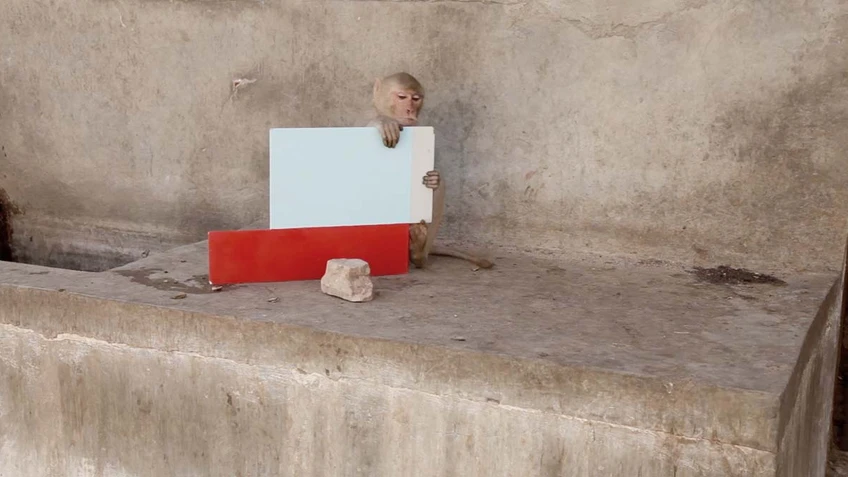 Monkey plays with geometric shape made of cardboard.
