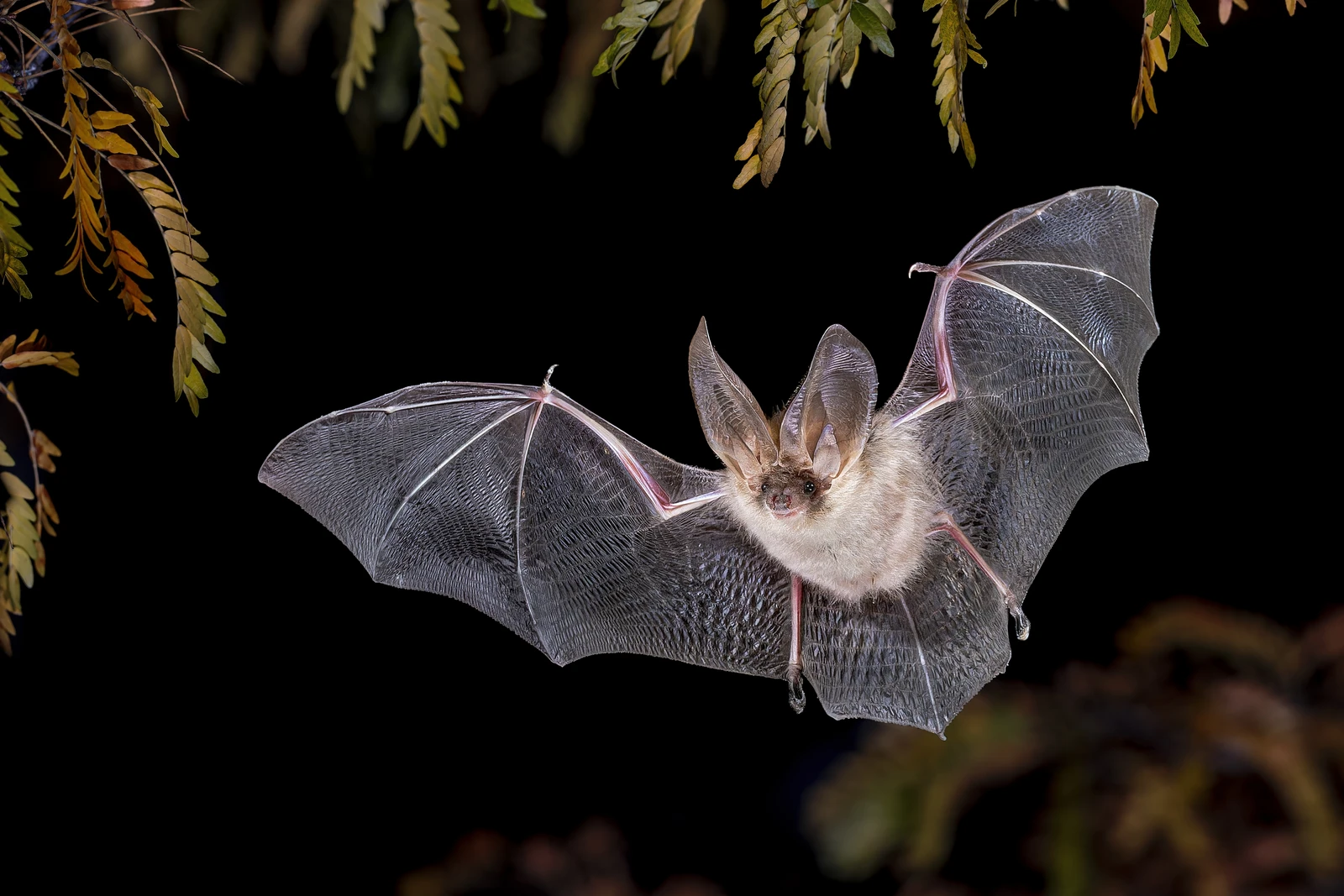 Fledermaus_shutterstock_2584626445.jpg