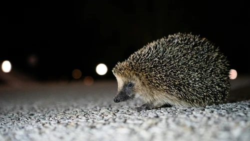 Igel geht Nachts über die Straße