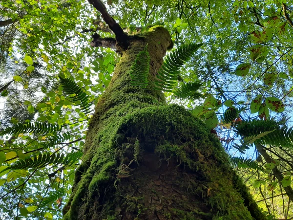 Urwaldbaum vom Stamm Richtung Krone blickend. 