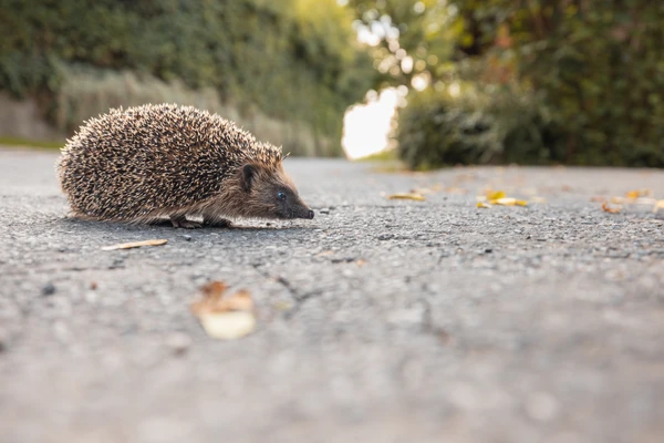 Igel überquert Straße