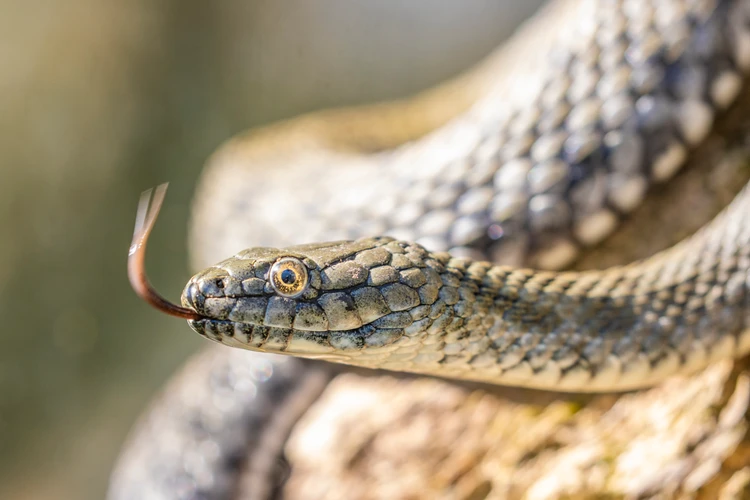 Reptilien in den Außenterrarien im Museumsgarten