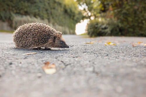 Igel überquert Straße