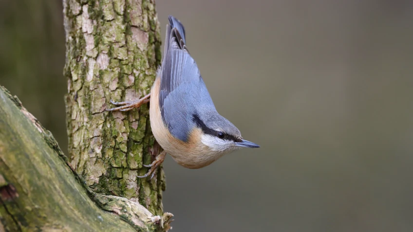 Blauer Vogel sitzt am Ast und schaut hinauf 