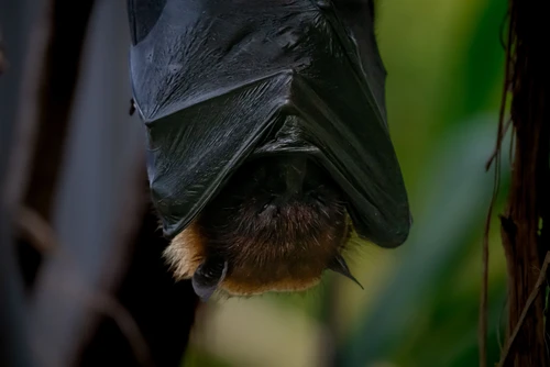 Nahaufnahme eines fliegenden Fuchses, der auf unscharfem Hintergrund schläft. 