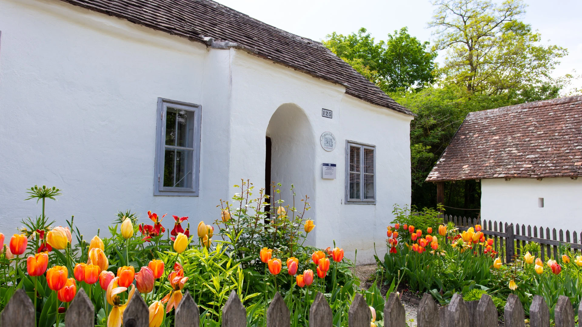 Weiß getünchtes historisches Haus mit grauen Fensterrahmen, davor blühende Tulpenbeete hinter Holzzaun.