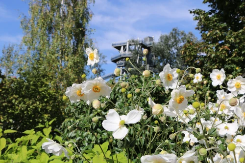Exterior view with white flowers at DIE GARTEN TULLN