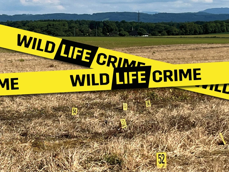 WildLIFEcrime