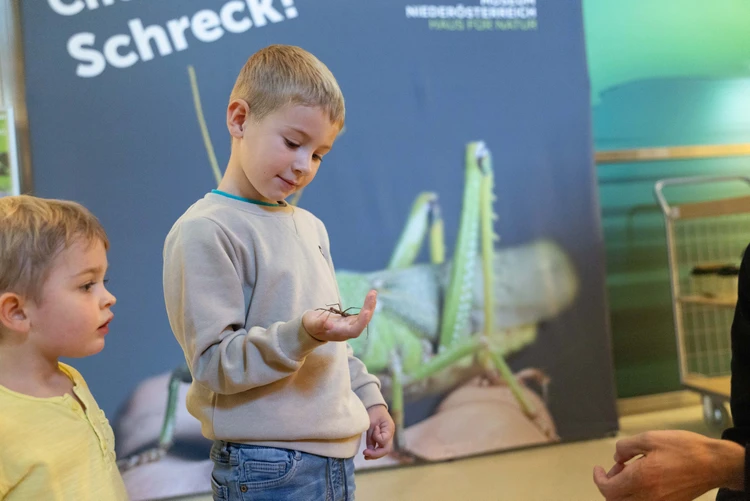 Familien- und Kulturvermittlungsangebote im Museum Niederösterreich.