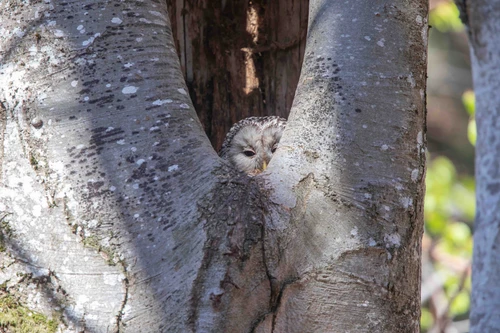 Ein Habichtskauz schaut aus einer Baumhöhle heraus. 