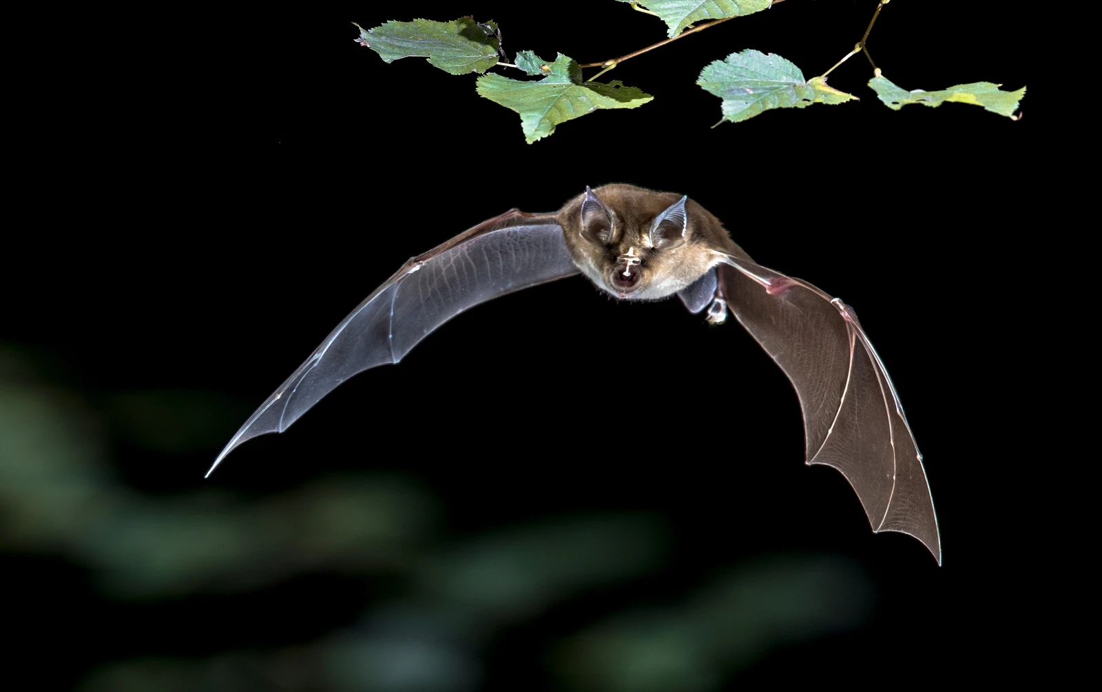 Fledermaus_shutterstock_2685451147.jpg