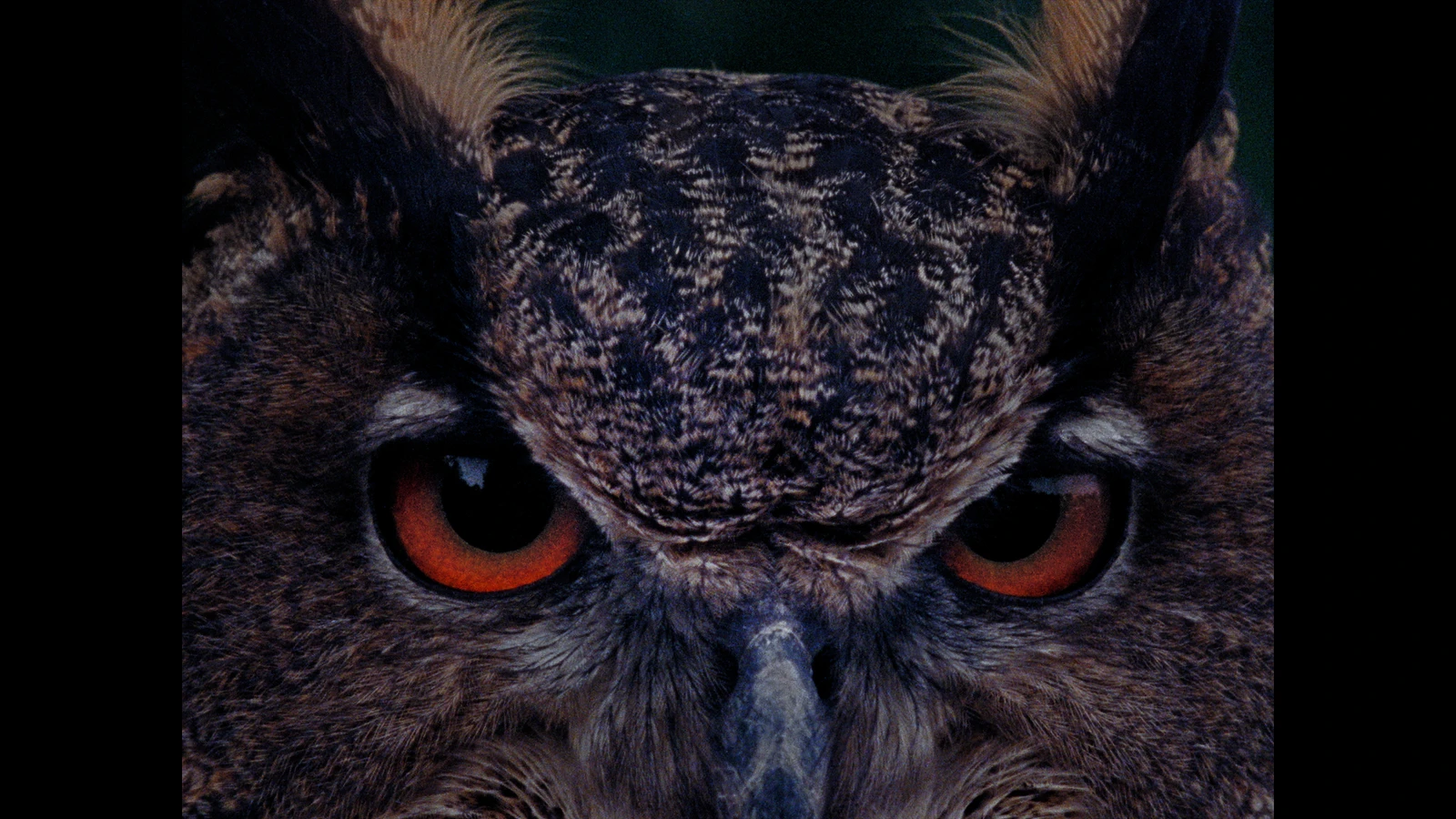 B_wie_Bartleby_Filmgarten (1).jpg